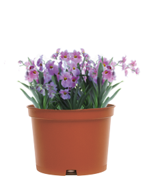 Read more about the article Nursery low pot
