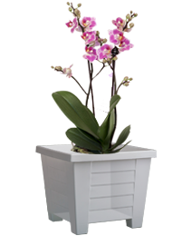 Read more about the article Transparent flower pot for growing orchids